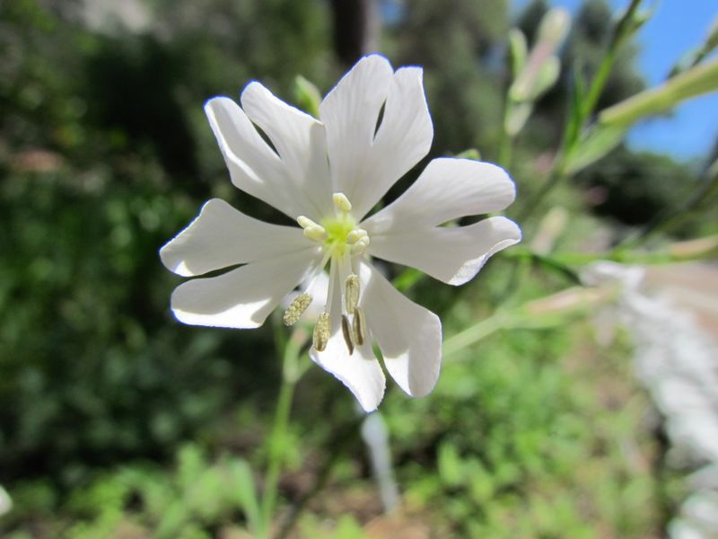 Campion (Silene tomentosa)