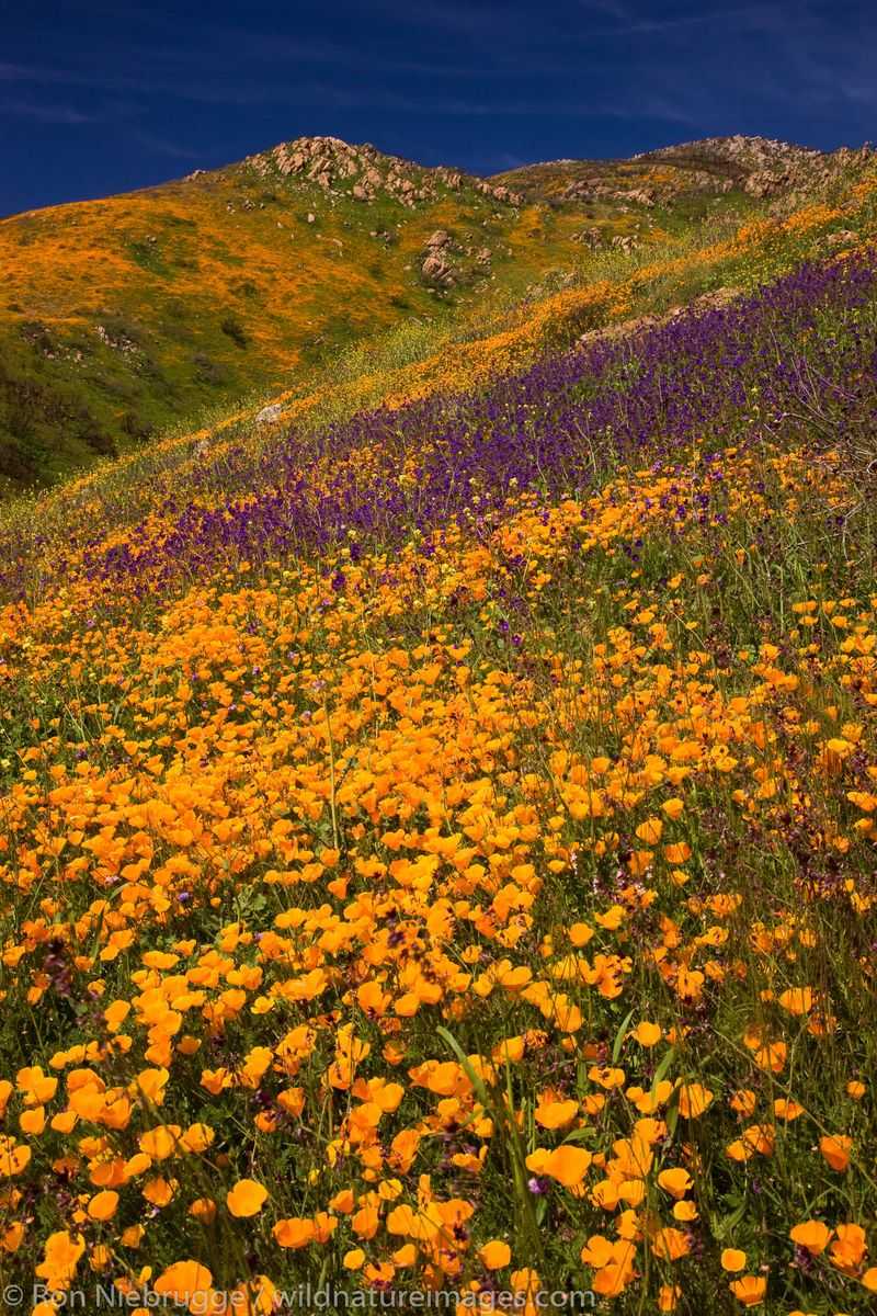 Mexican Gold Poppy