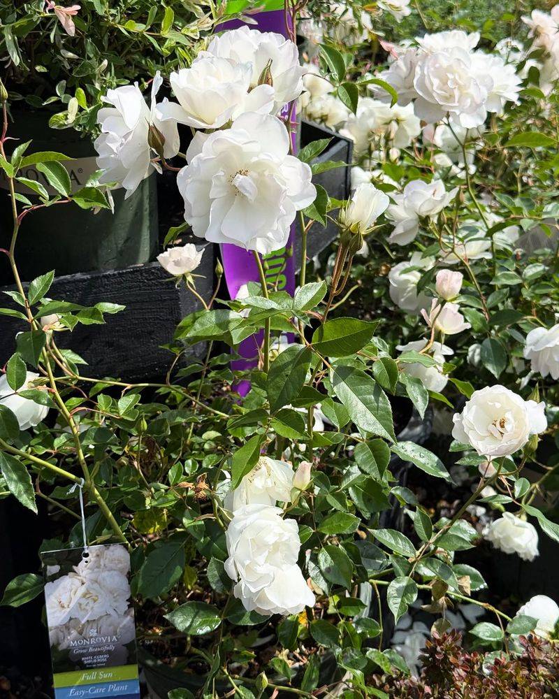 Rosa ‘Iceberg’