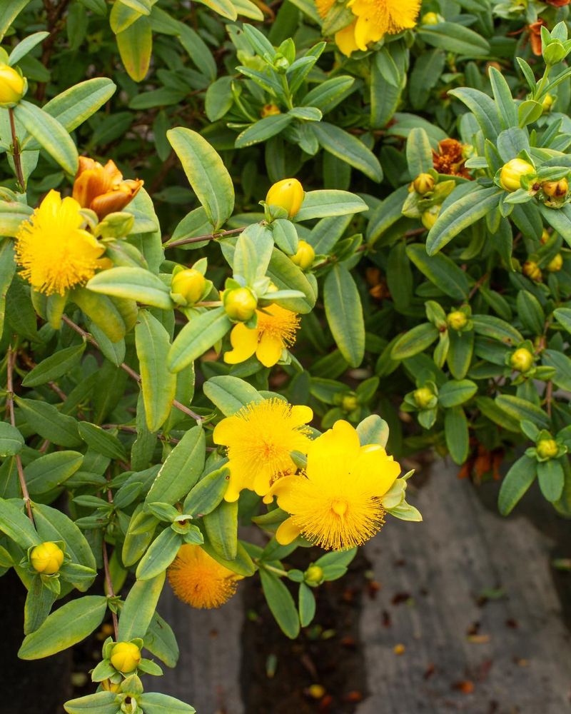 St. John's Wort (Hypericum)