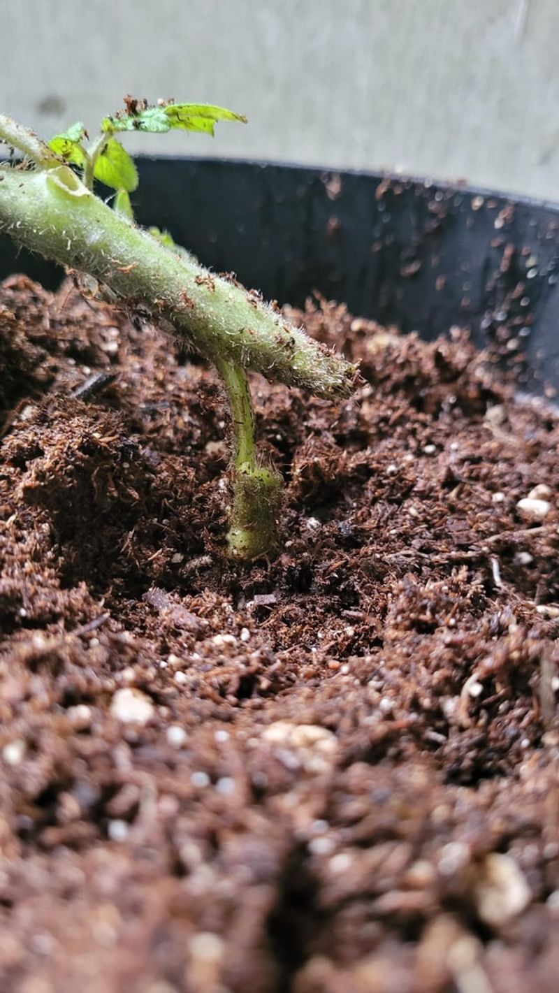 Bury Stems Deep for Stronger Plants