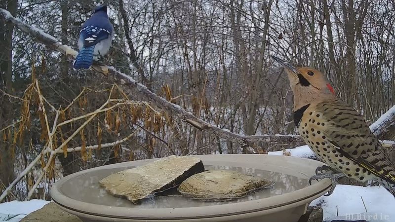 Provide Perching Branches