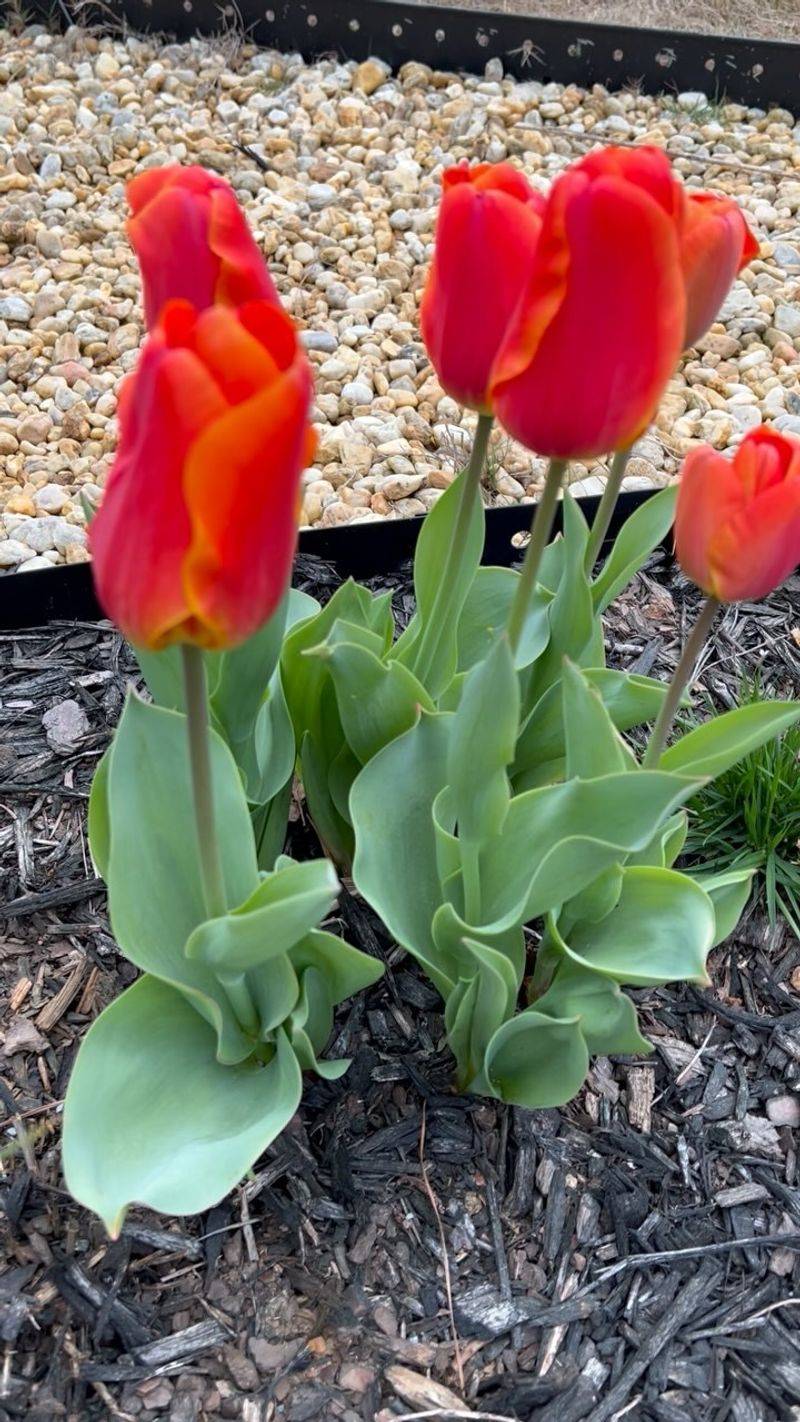 Plant at the Right Depth