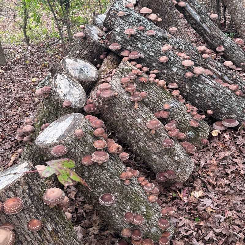 Stack Logs Properly