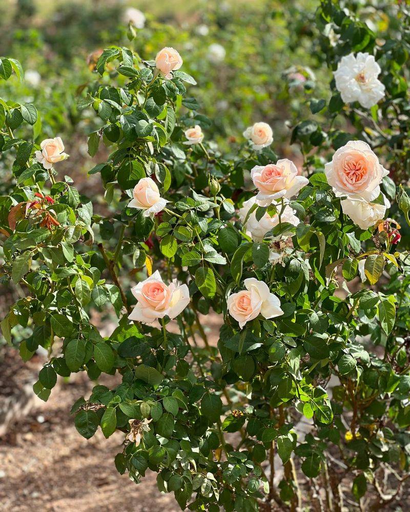 Plant Roses in Morning Sun Spots