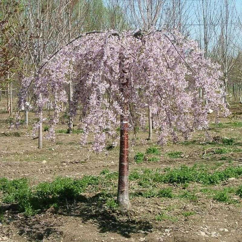 Ensure Well-Drained Soil
