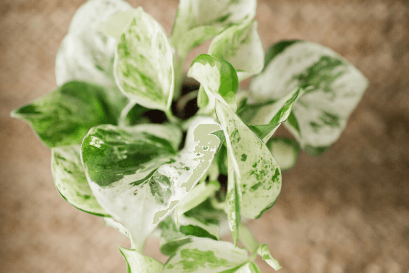 Propagate From Highly Variegated Cuttings