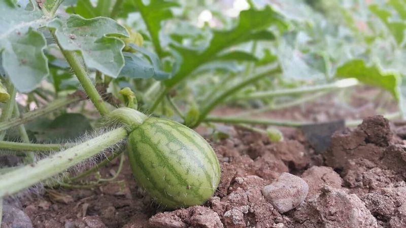 Build Rich, Well-Draining Soil