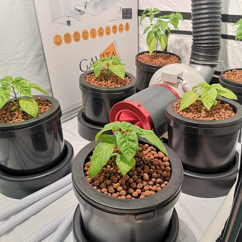 Nail the Growing Medium
