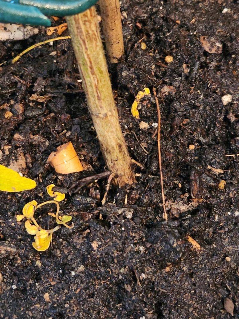 Avoid overhead watering