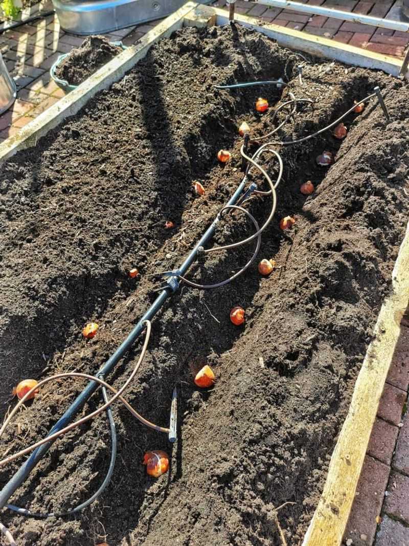 Prepare Soil Properly