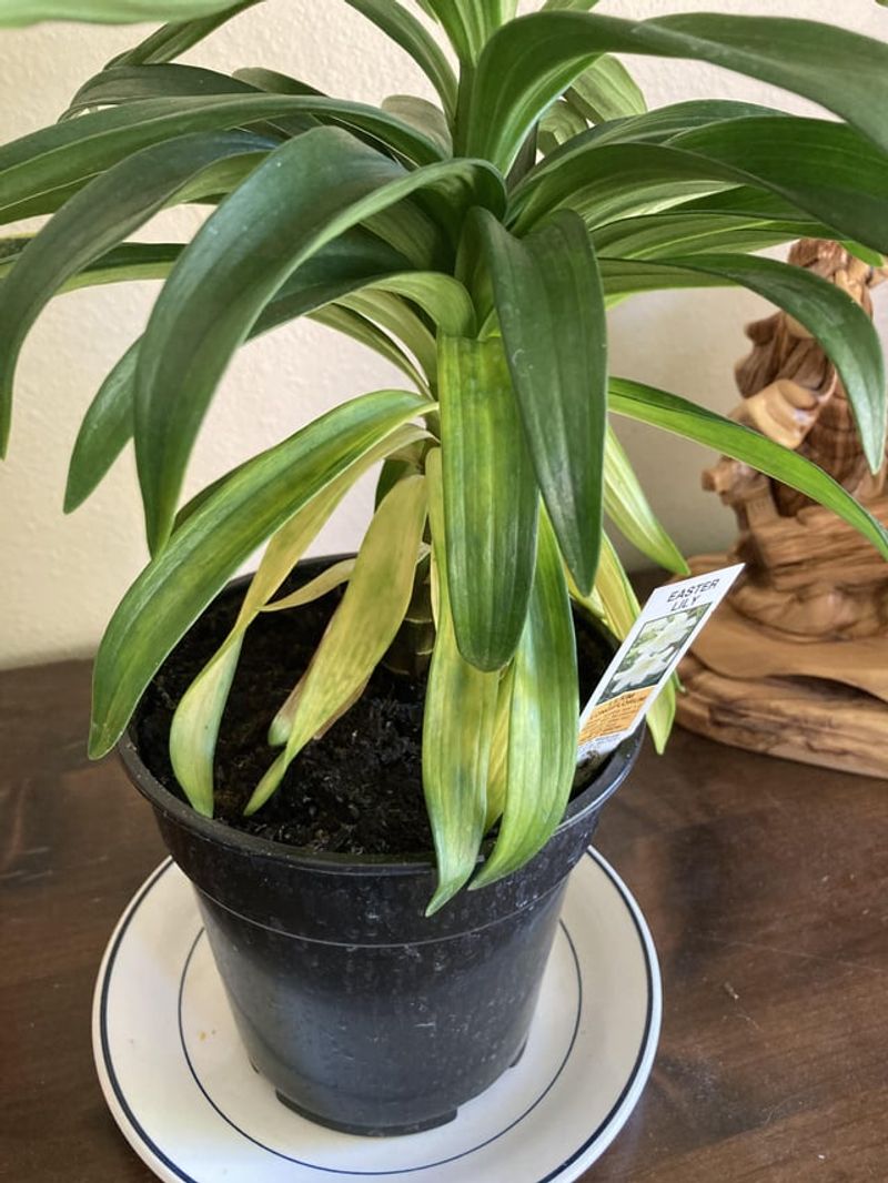 Prepare Rich, Well-Draining Soil