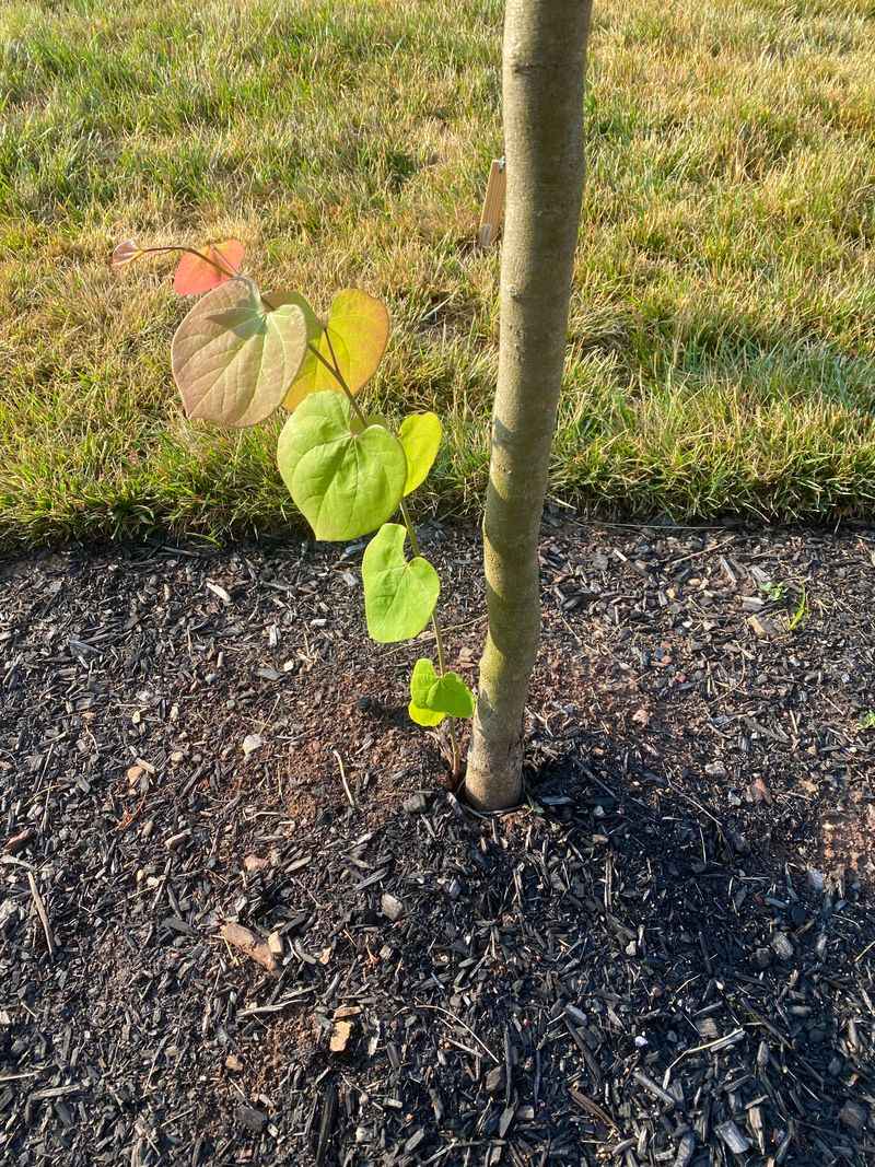 Soil Preparation Secrets