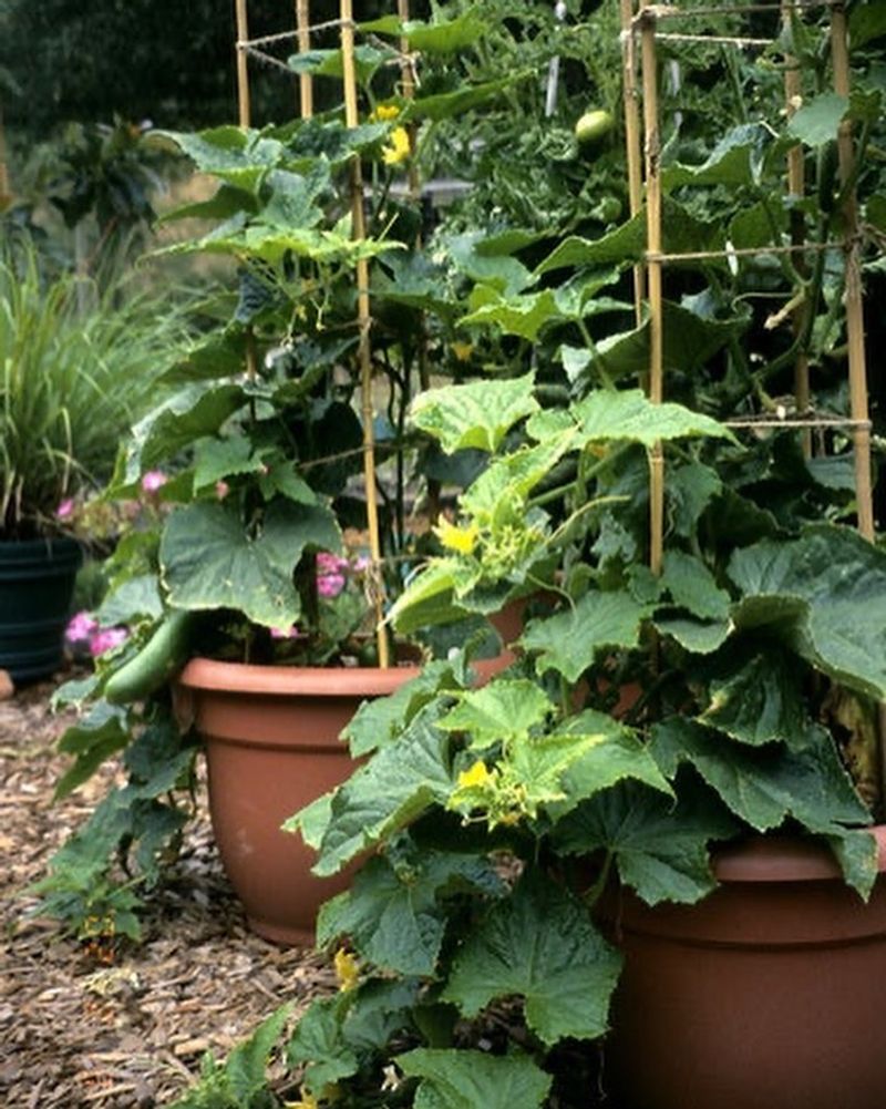 Select Cucumber Varieties Bred for Containers