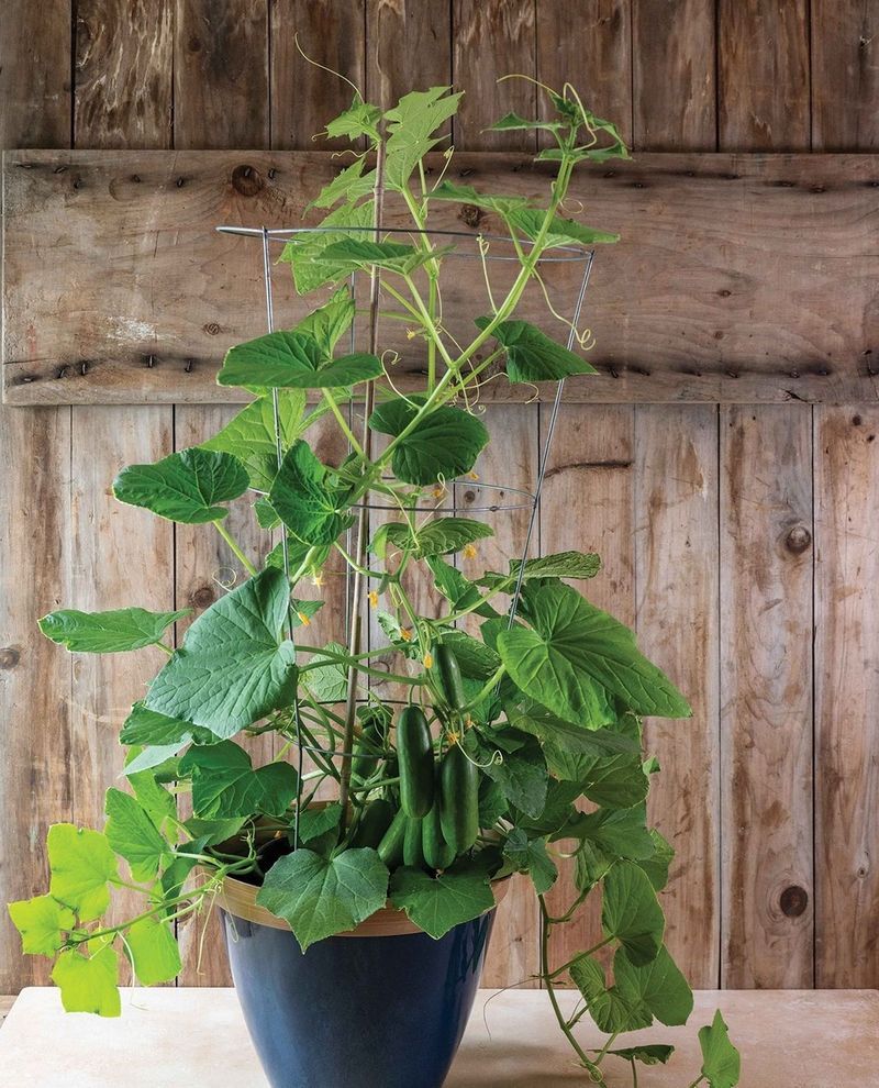 Select Container-Friendly Varieties