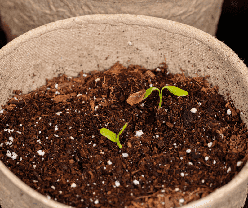 Start Seeds Indoors for a Head Start
