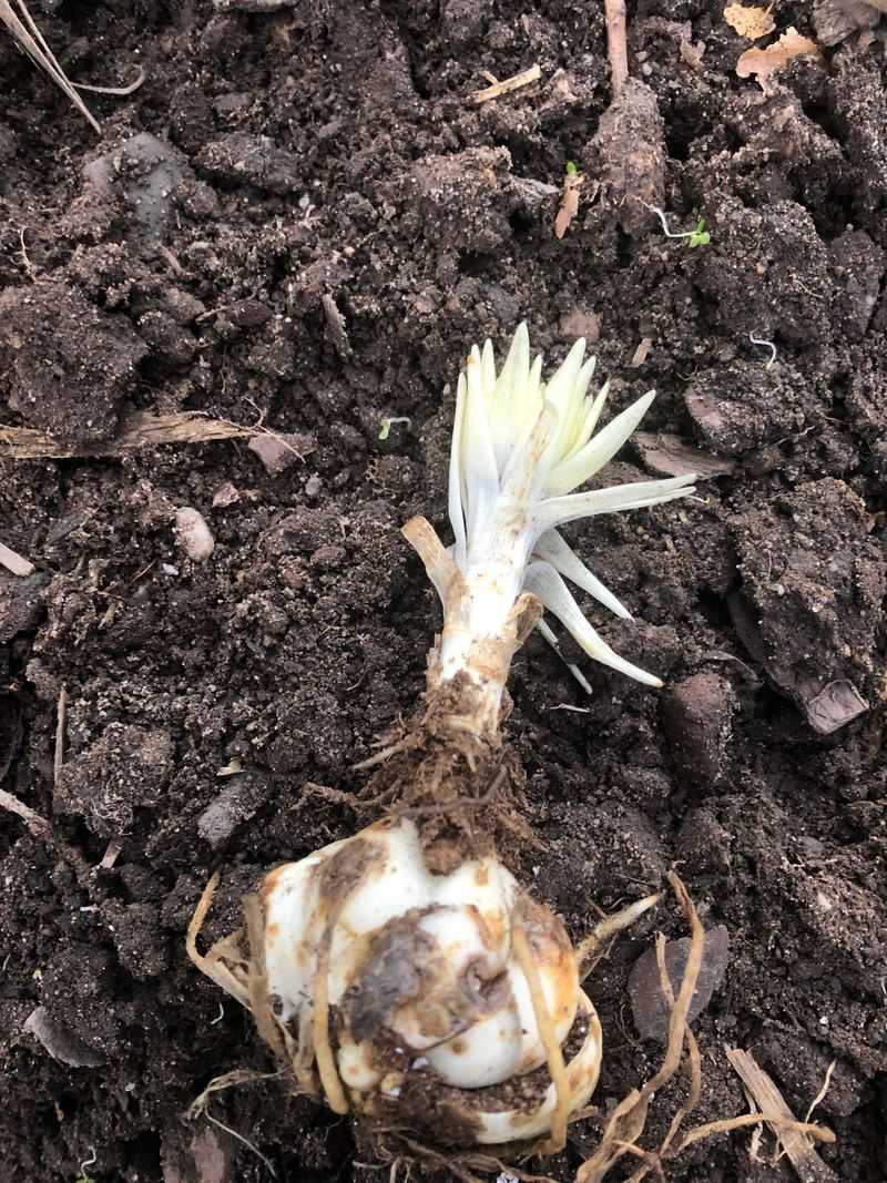 Plant Bulbs at the Proper Depth