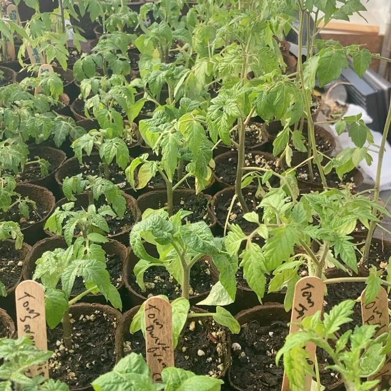 Start Seeds at the Perfect Time