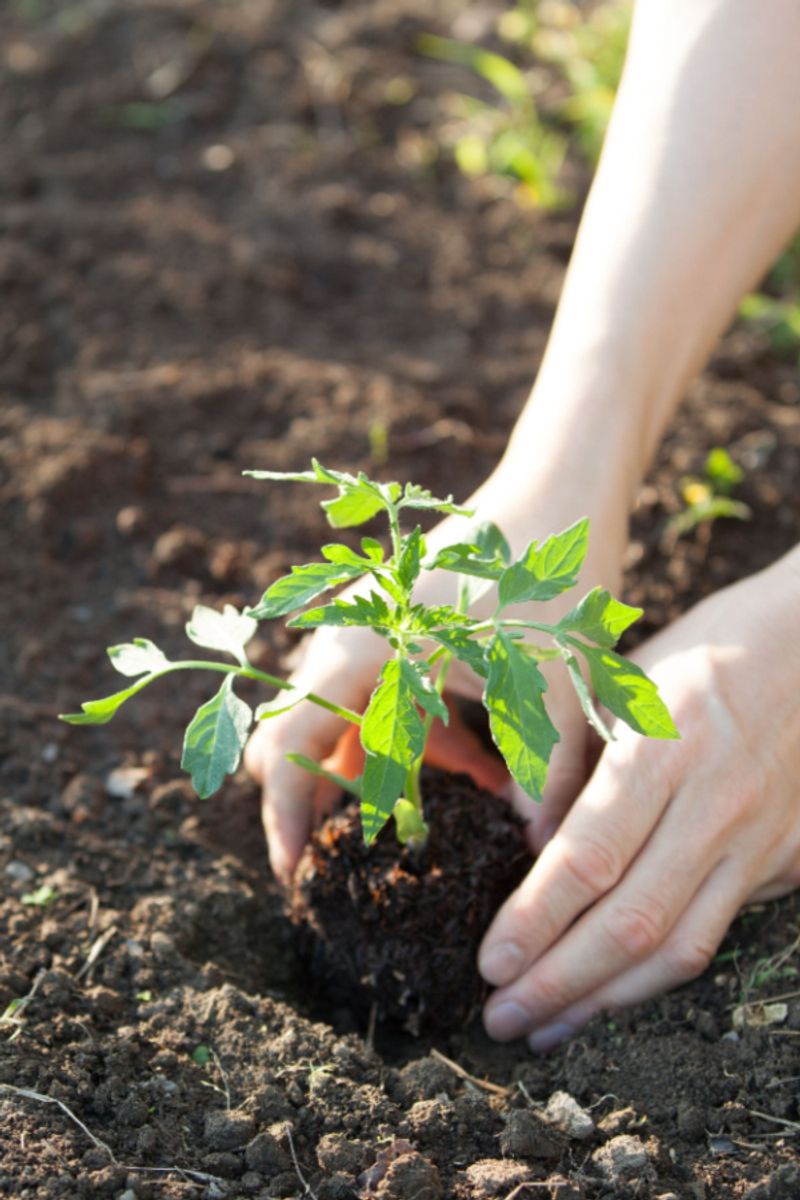 Shallow Planting