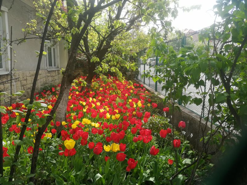 Planting in Too Much Shade