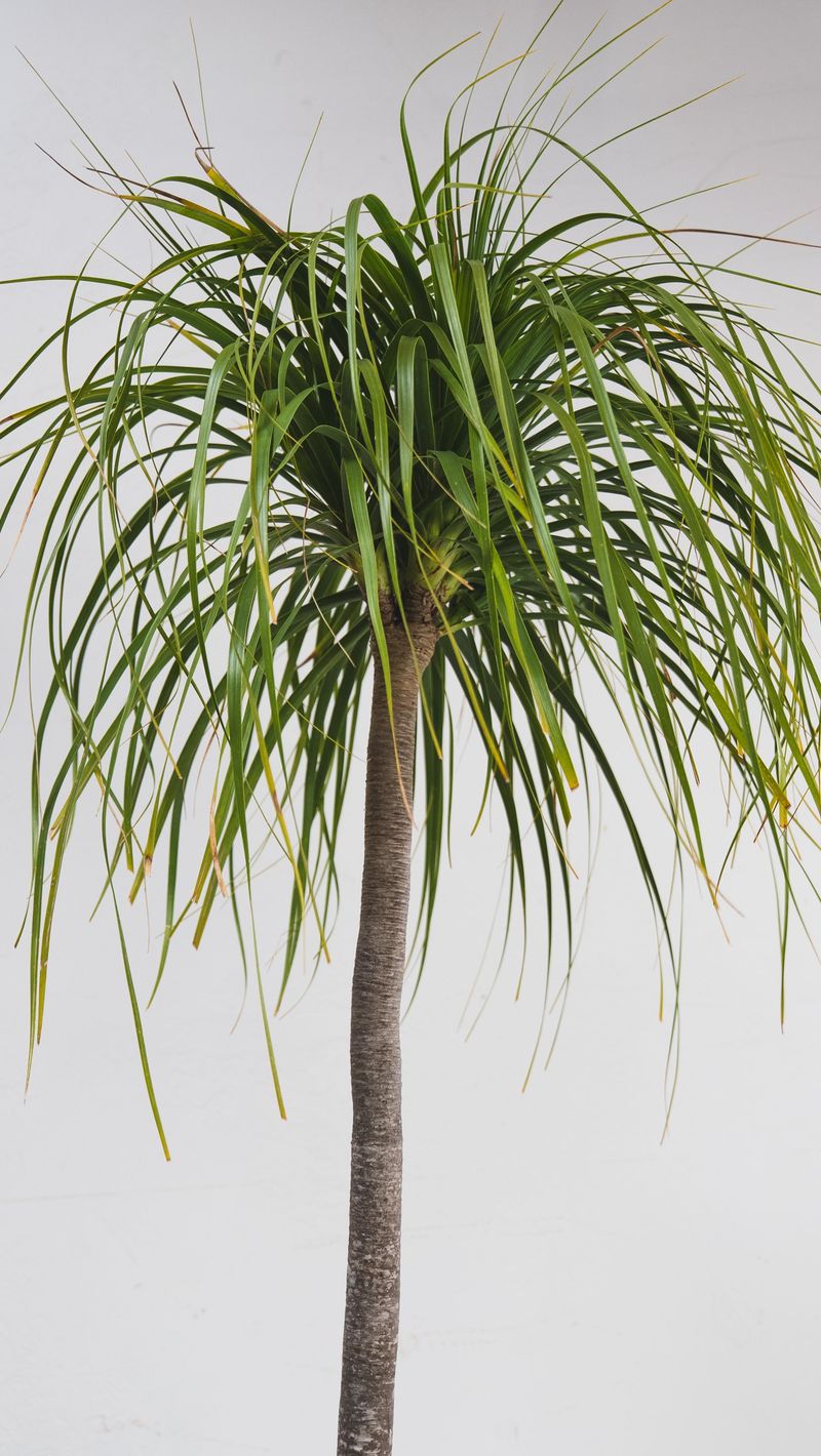 Ponytail Palm