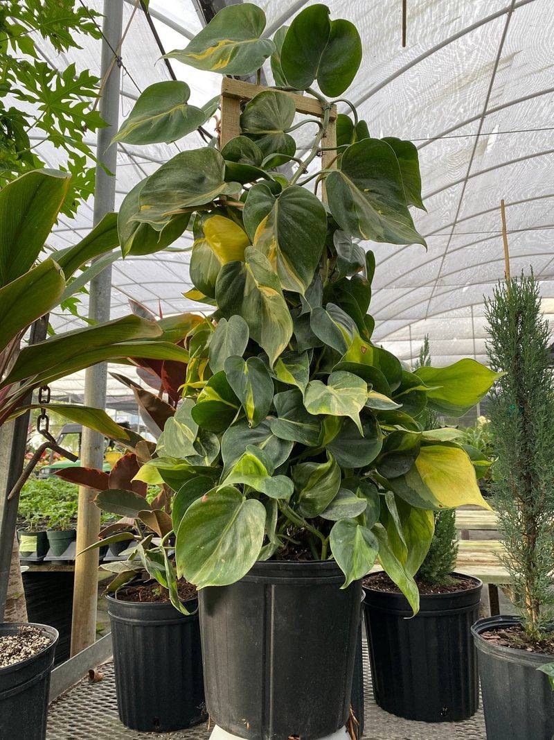 Philodendron's Outdoor Transformation