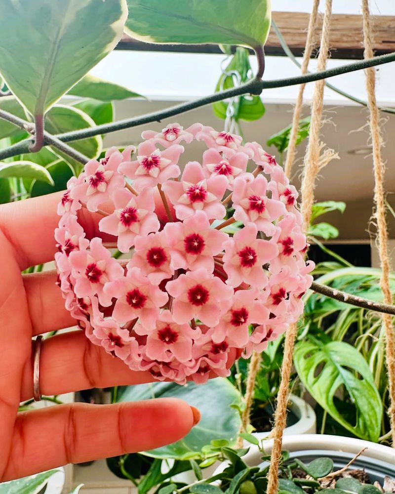 Hoya