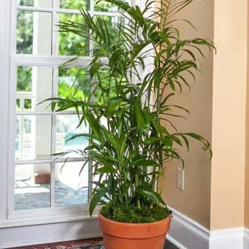 Bamboo Palm: The Indoor Air Detoxifier