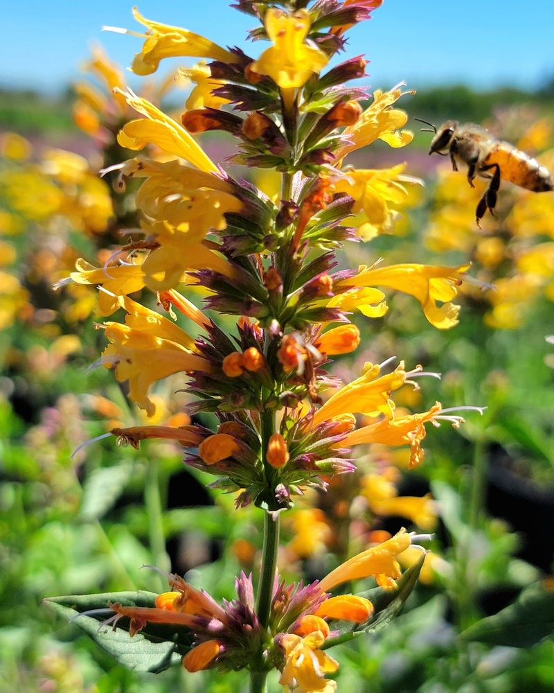 Hummingbird Mint