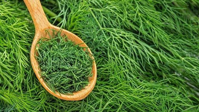 Dill