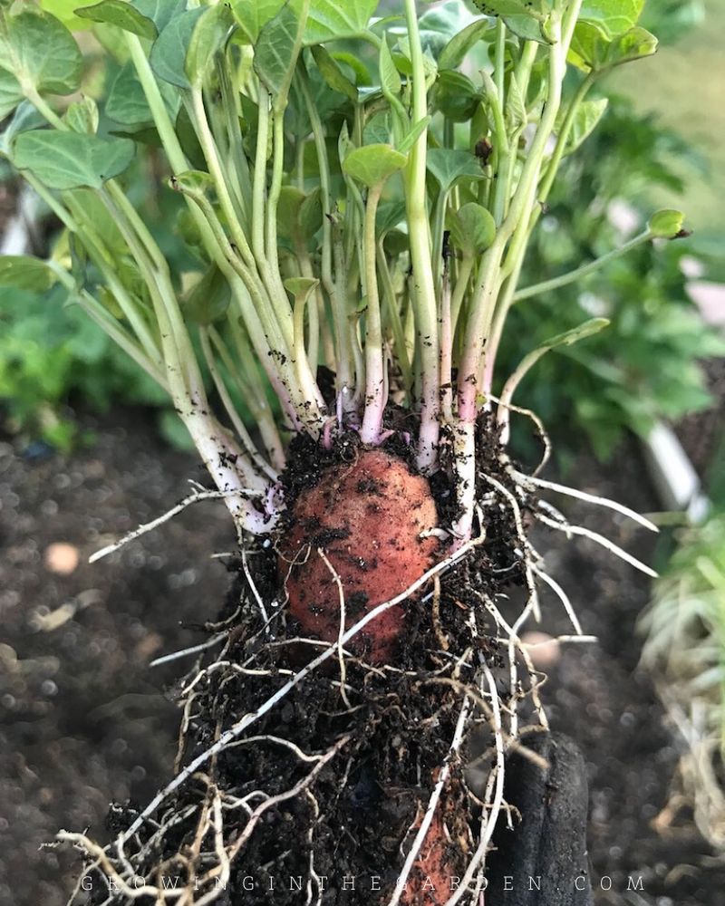Sweet Potatoes