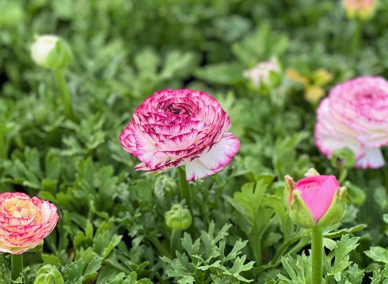 Ranunculus
