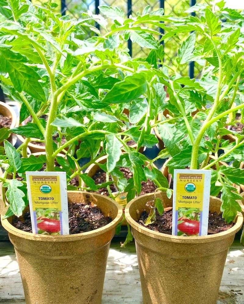 Tomatoes