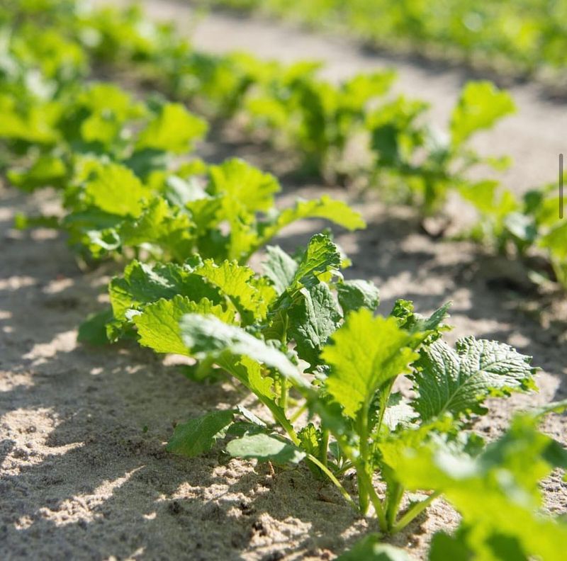 Mustard Greens
