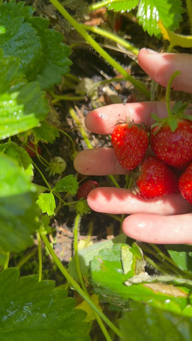 Strawberries - Groundcover Friends