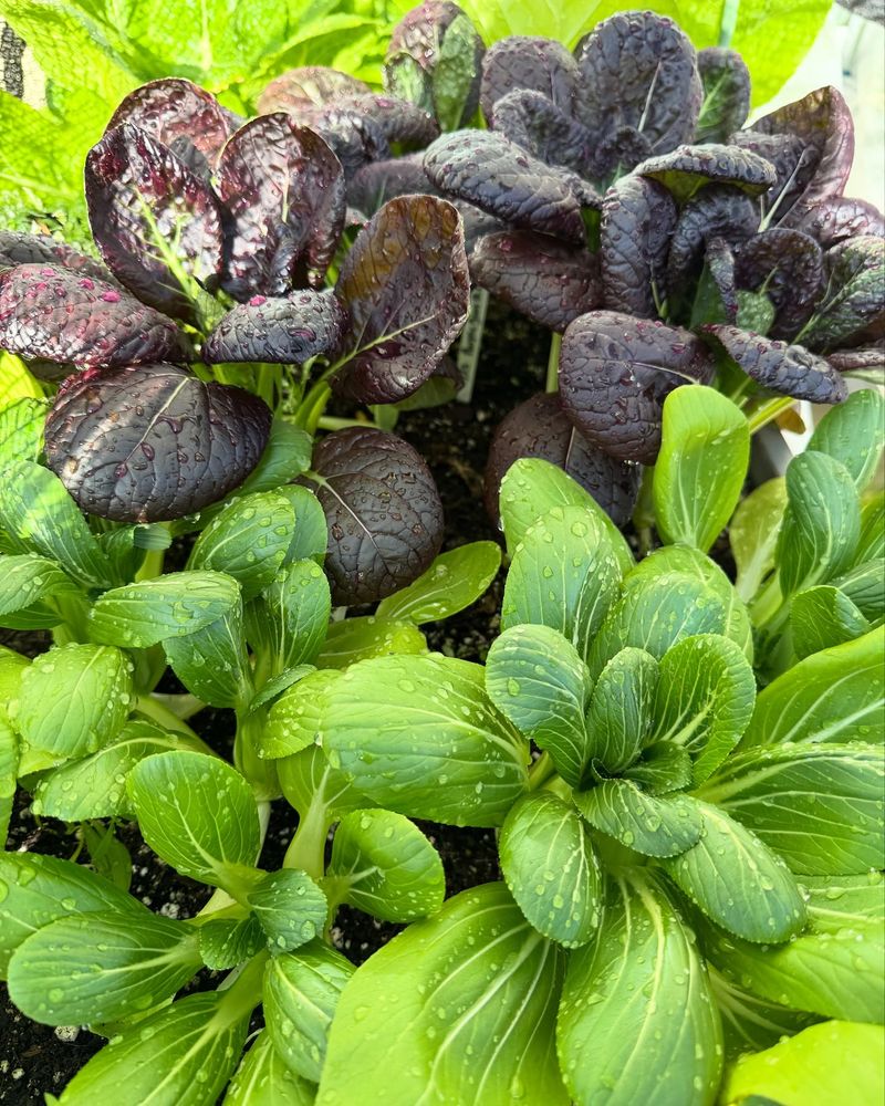 Mustard Greens Without The Bite