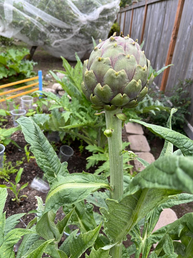 Artichokes: The Space Invaders