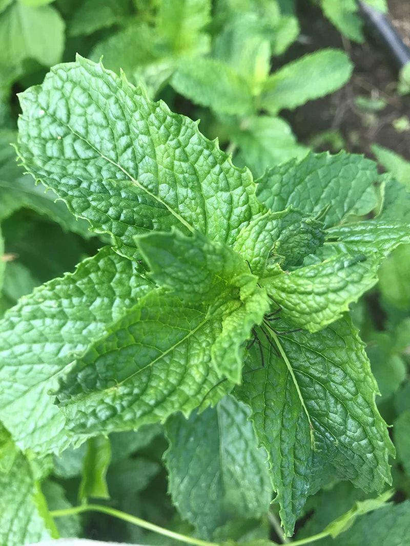 Mint: The Garden Invader