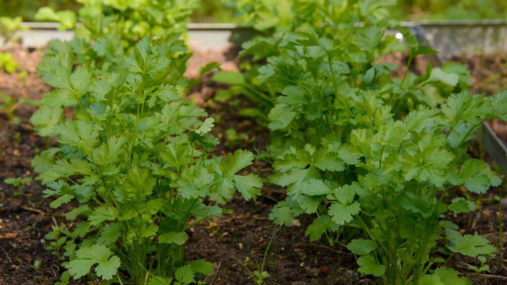cilantro plant
