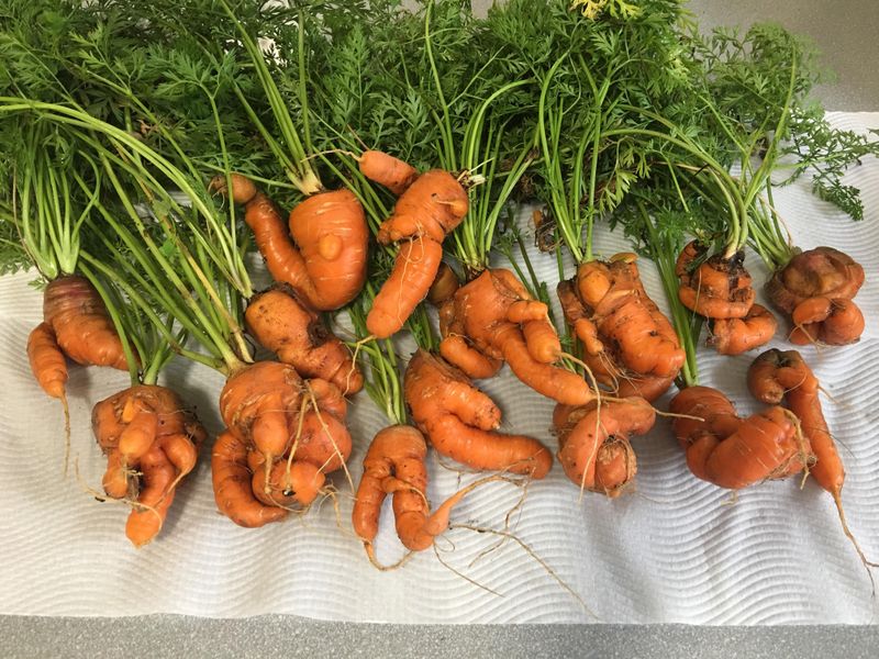 Carrots