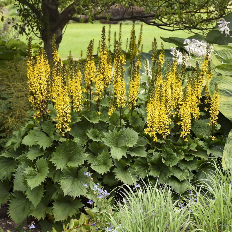 Ligularia