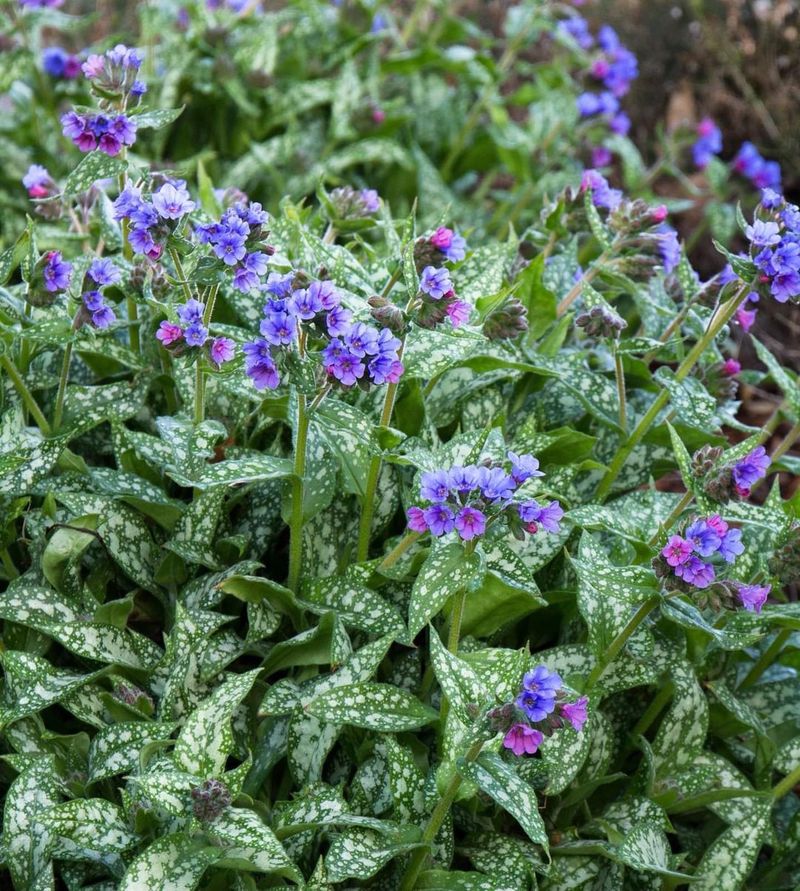 Pulmonaria (Lungwort)