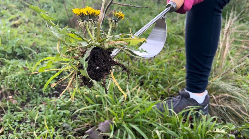Hand Weeding Tools