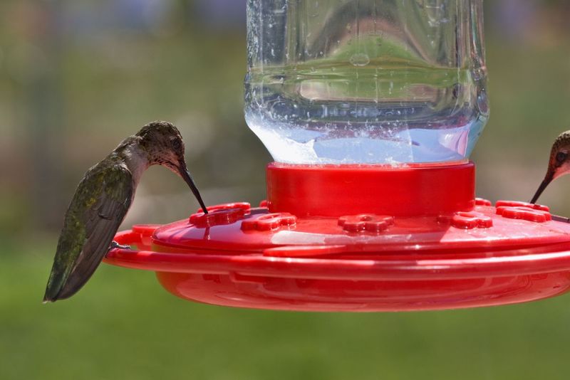Regular Nectar Changes
