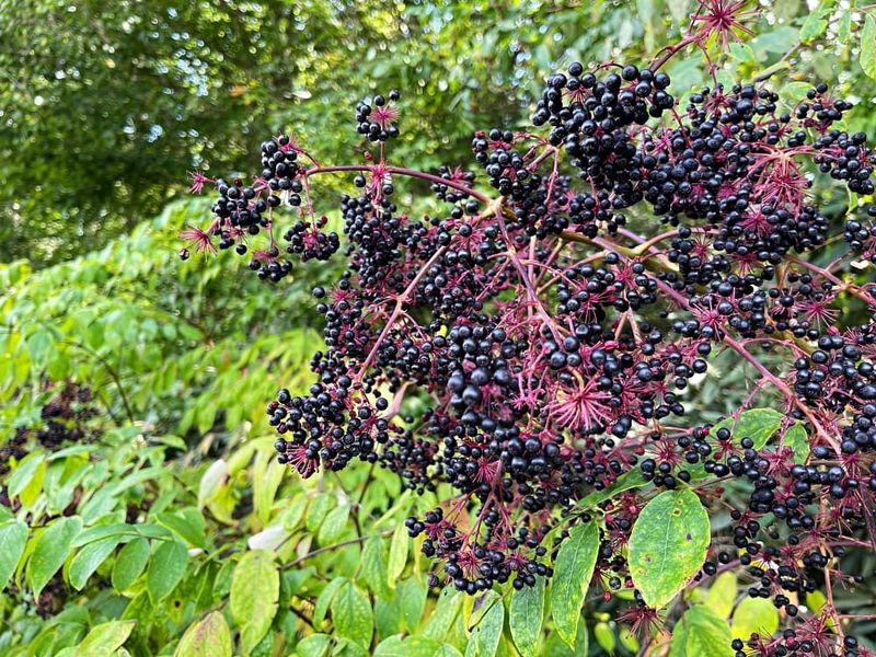 Elderberry Bushes and Stone Fruit Trees