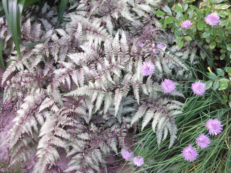 Fern Collections