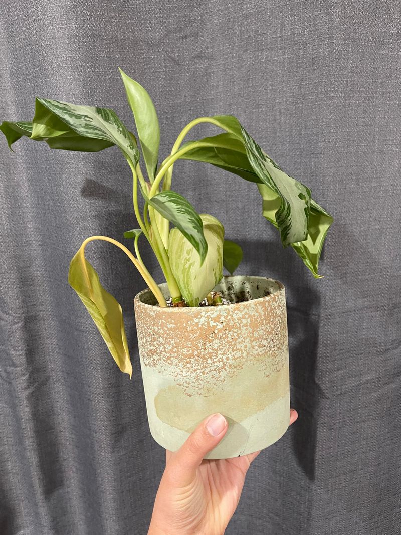 Prune Yellow Or Damaged Leaves