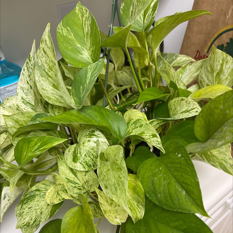 Boost Humidity Strategically