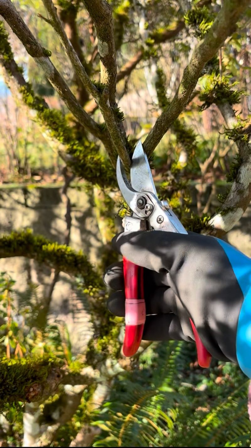 Prune Dead or Damaged Branches