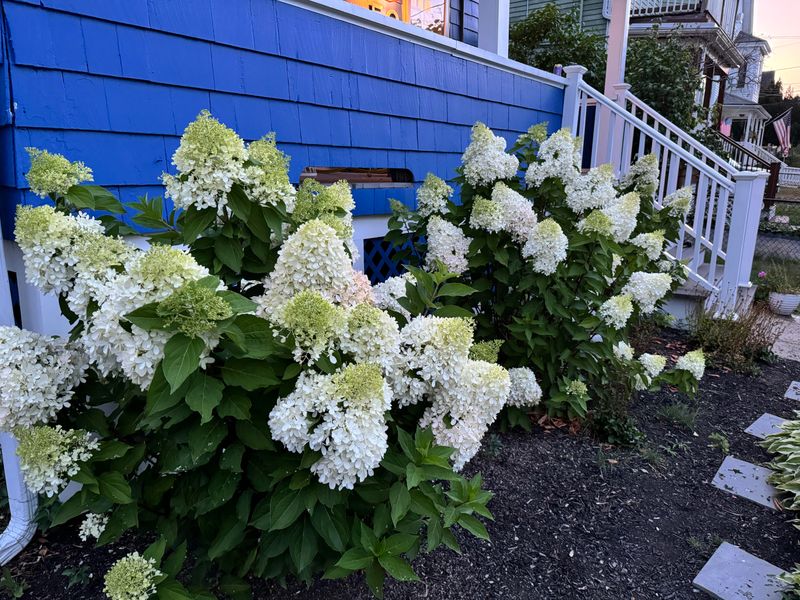 Hydrangeas: Only Certain Types
